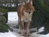 2011040811285501_k-Zoo & Co 004.JPG